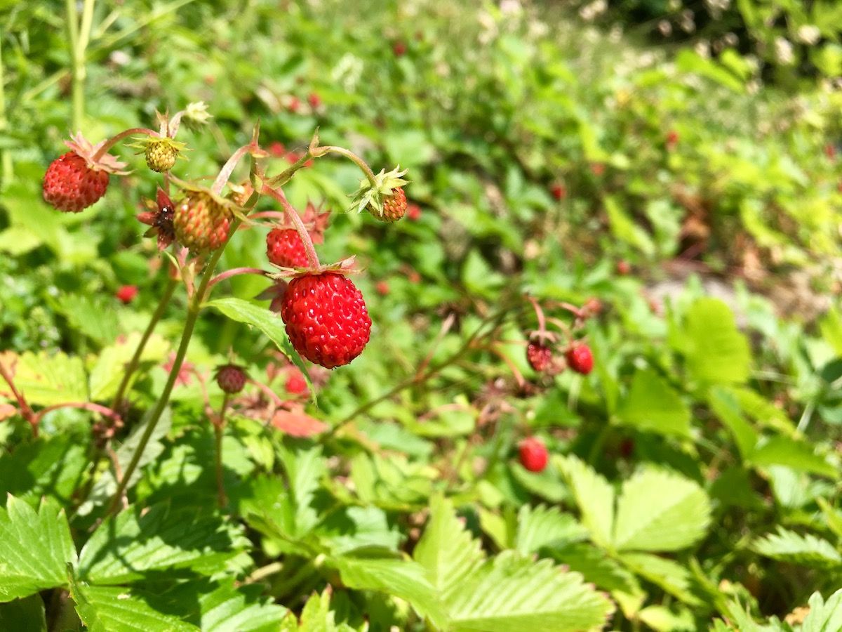 frutti di bosco - fragoline