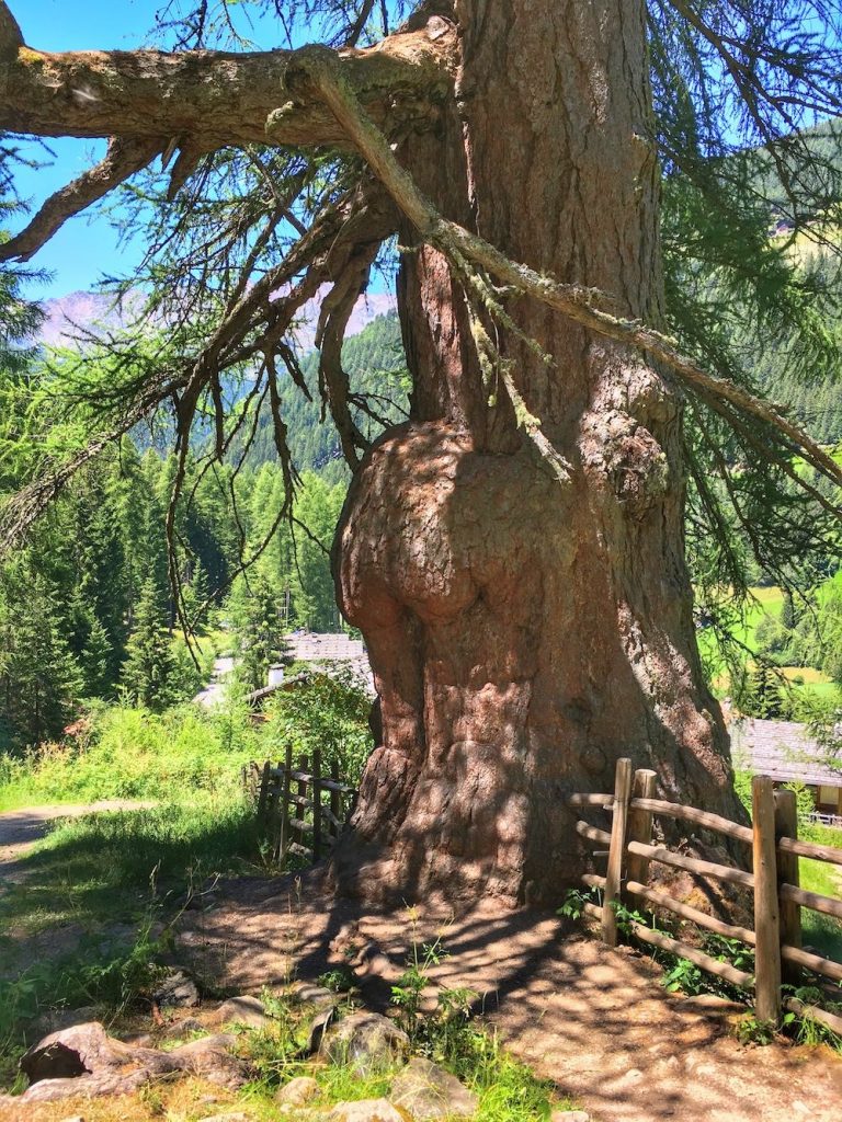 val d'ultimo larici secolari