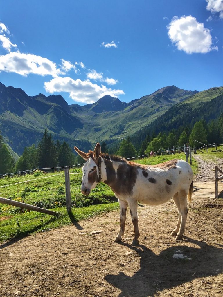 giro delle 3 malghe-malga di cloz