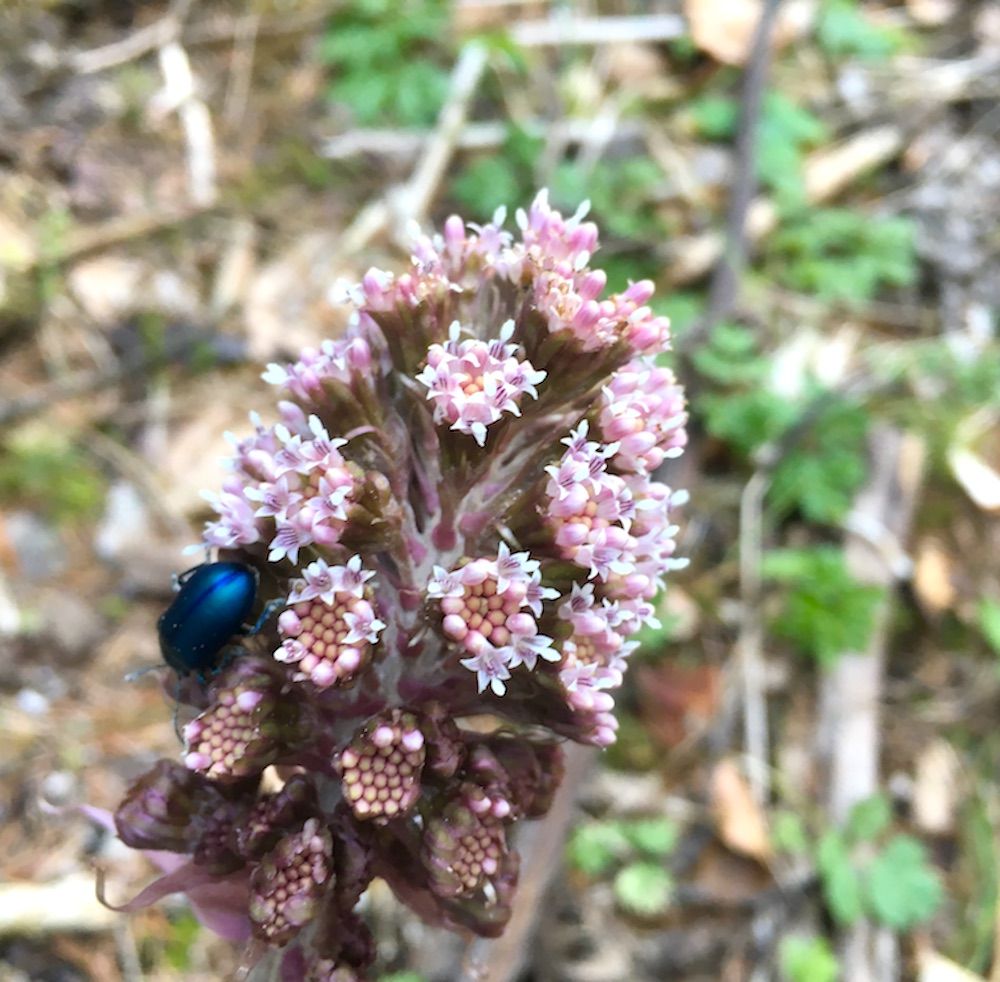 lezioni di vita-montagna-fiore