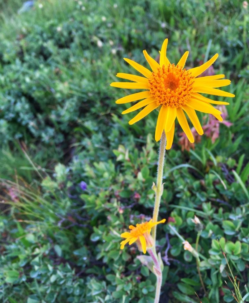 rispetto-in-montagna-fiori-arnica