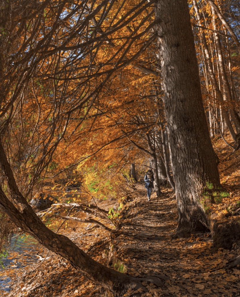 foliage al lago di tovel