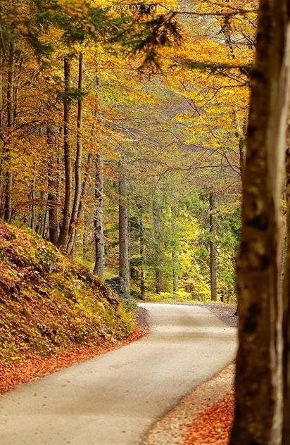 foliage trentino alto adige