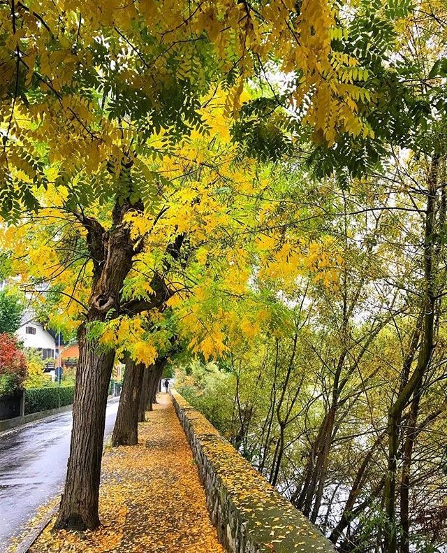 foliage trentino-bressanone