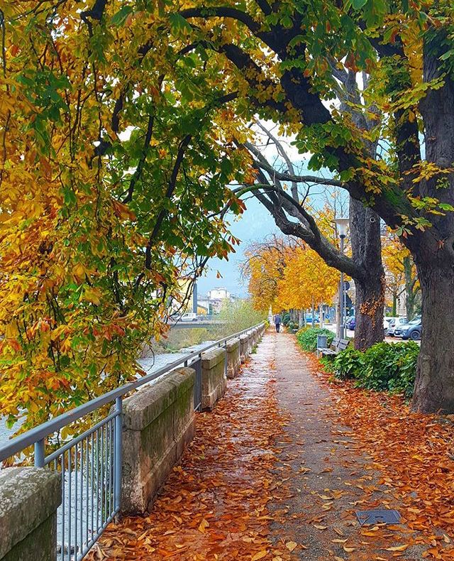 foliage-trento