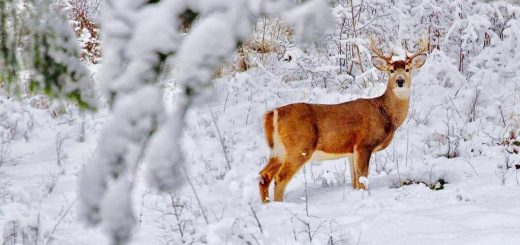 impronte di animali nella neve-cervo