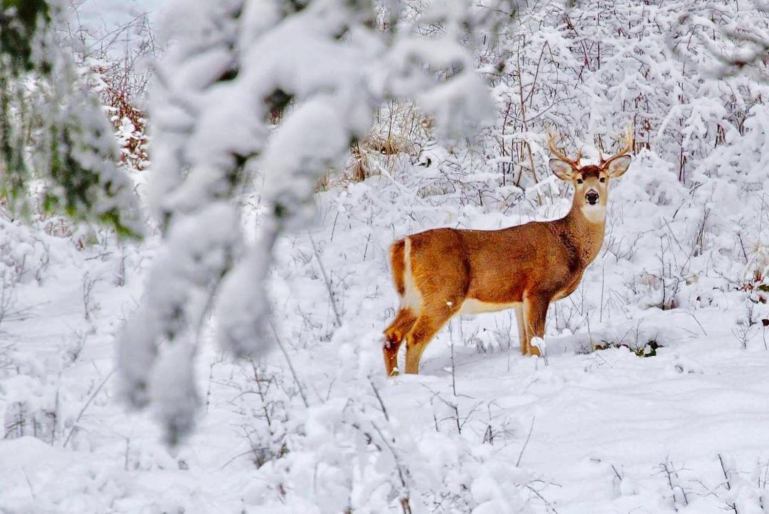 impronte di animali nella neve-cervo