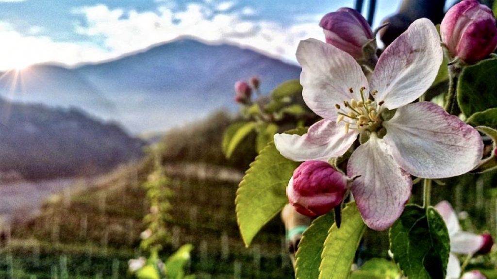 foto val di non in primavera-meli in fiore