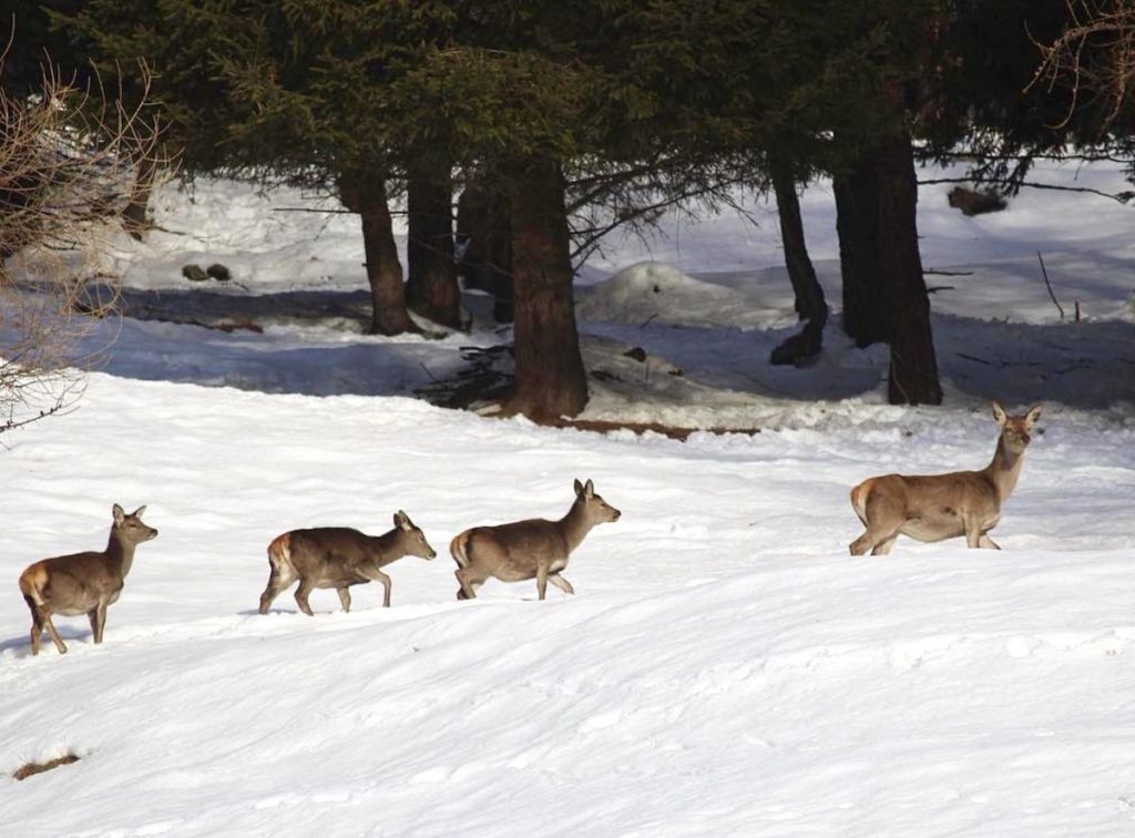 impronte-di-animali-nella-neve-caprioli