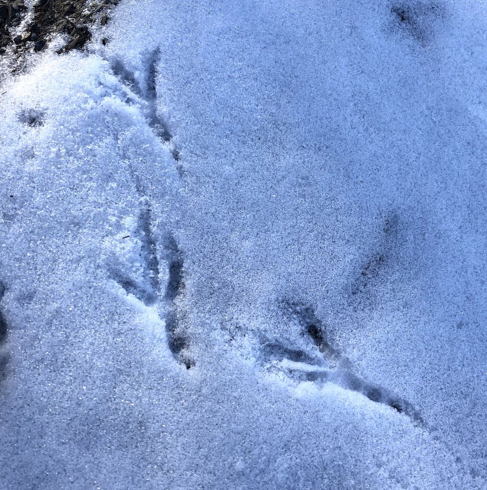 orme di uccelli nella neve