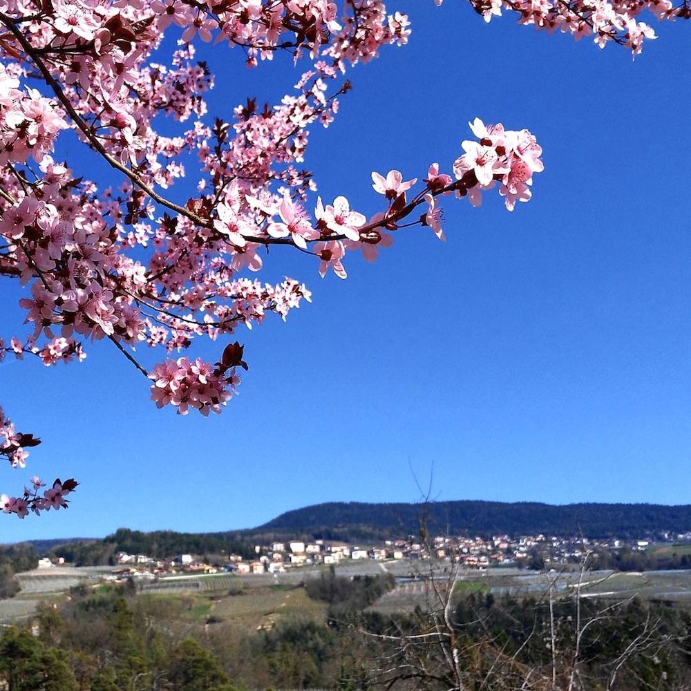 val di non in primavera-fioritura