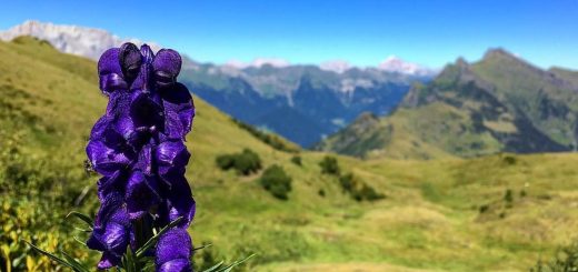 fiori velenosi-aconito-dolomiti-bellunesi