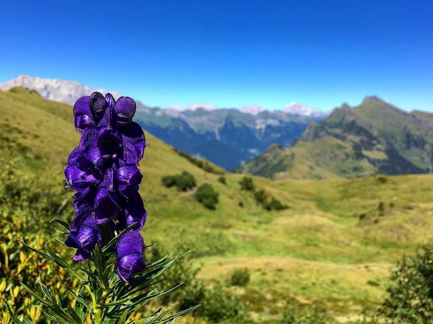 fiori velenosi-aconito-dolomiti-bellunesi