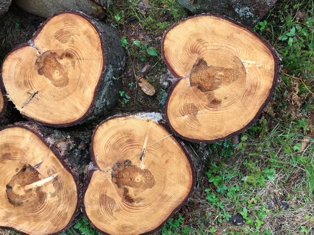 alberi tagliati-cosa guardare nel bosco