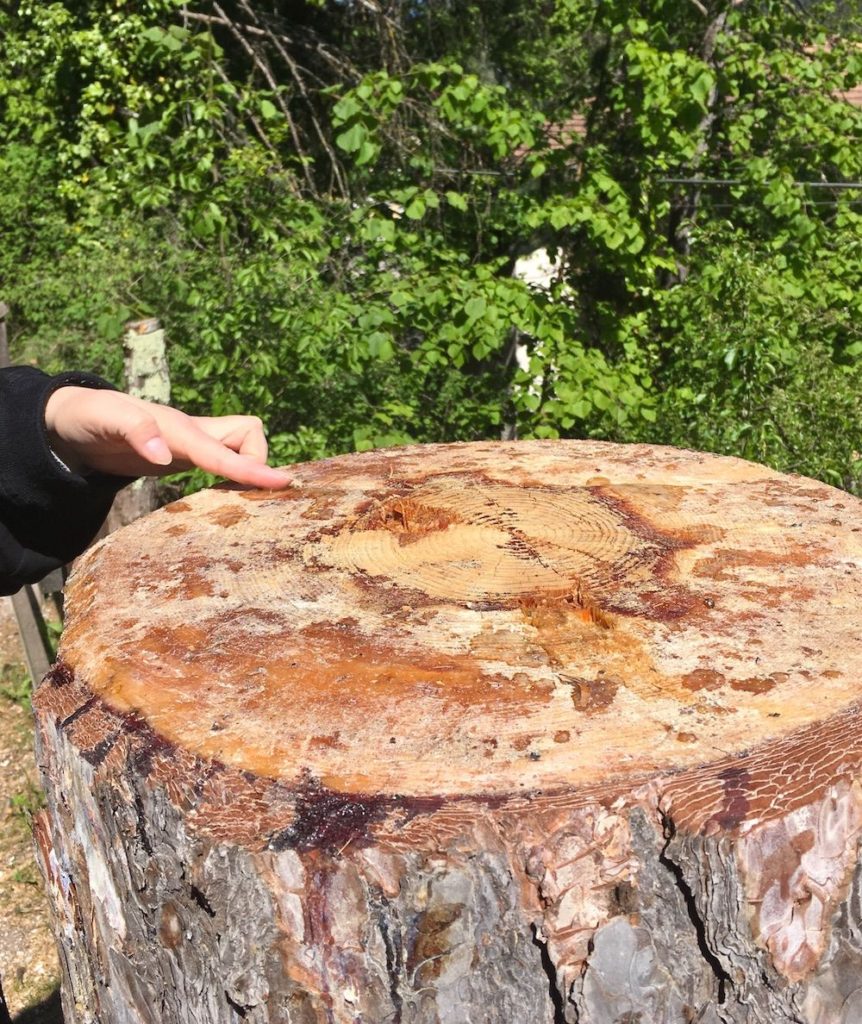 resina sul tronco tagliato-camminare nel bosco