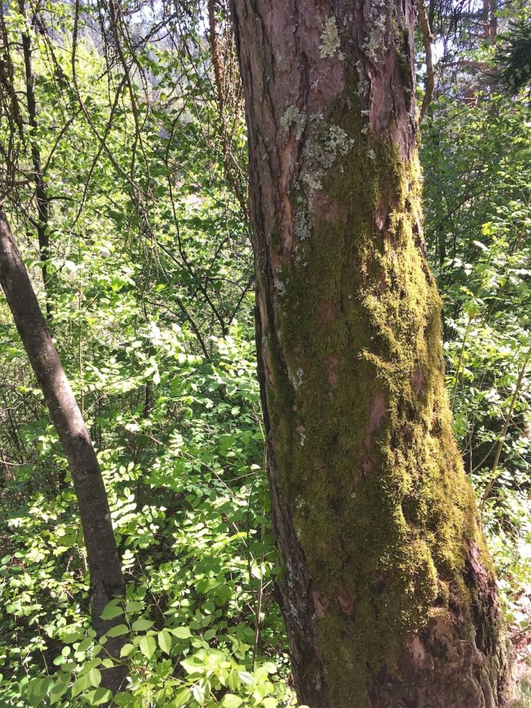 camminare nel bosco-muschio sugli alberi