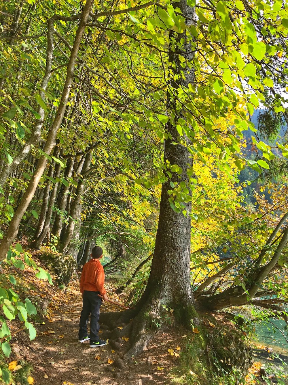 Ci Sono Andata Apposta Nel Bosco