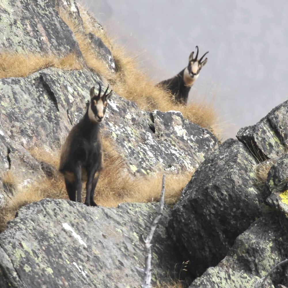 camosci tra le rocce