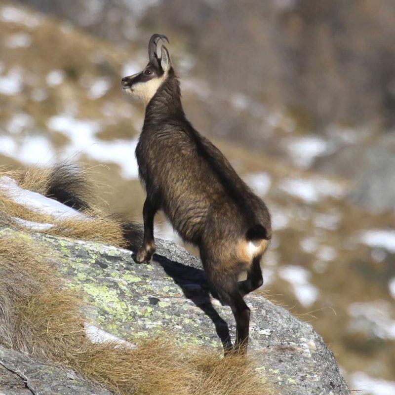Differenza Tra Camoscio E Stambecco Come distinguere un camoscio da uno stambecco