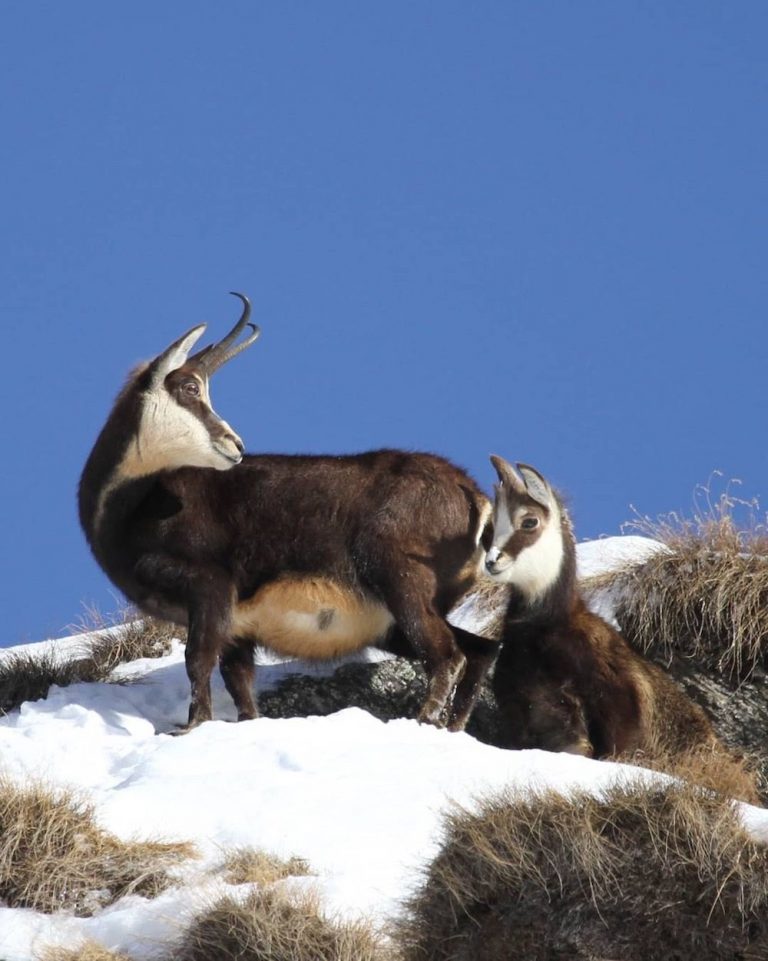 Differenza Tra Camoscio E Stambecco Come distinguere un camoscio da uno stambecco