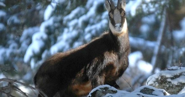 Camoscio E Stambecco Famiglia Come distinguere un camoscio da uno stambecco