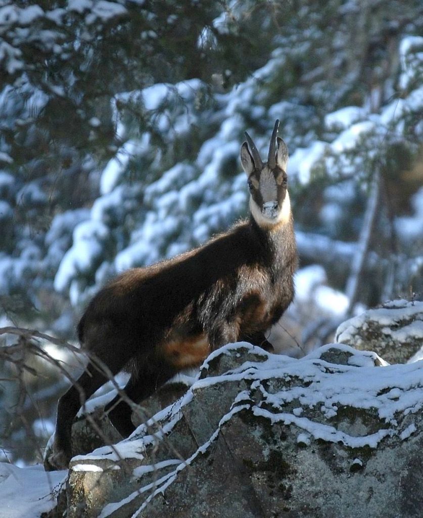 differenza camoscio e stambecco- camoscio in inverno