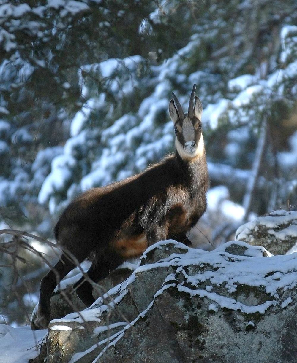 Differenza Tra Camoscio E Stambecco Come distinguere un camoscio da uno stambecco