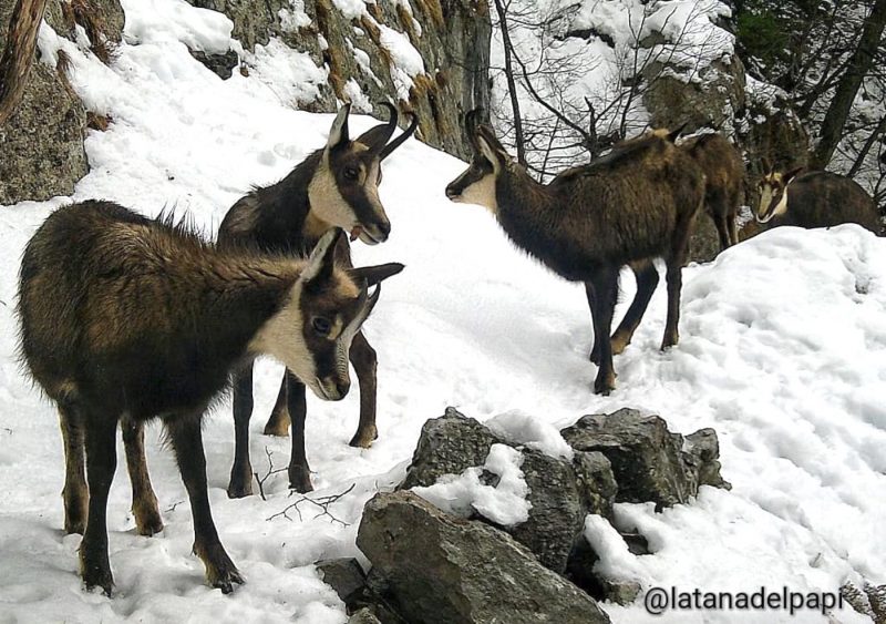 Camoscio E Stambecco Come distinguere un camoscio da uno stambecco