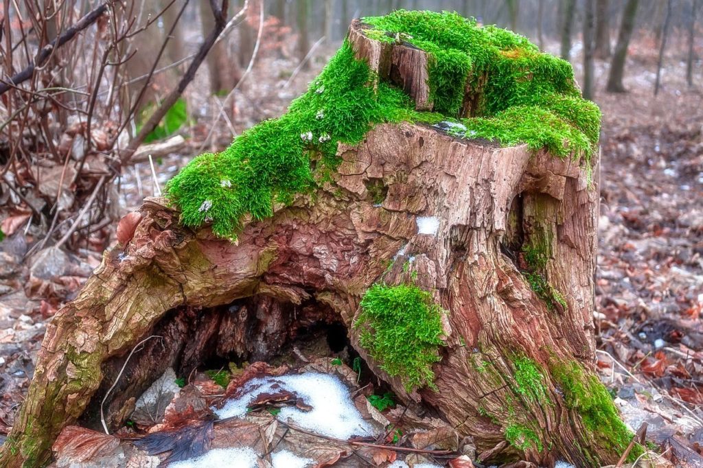 ceppo albero tagliato-bosco