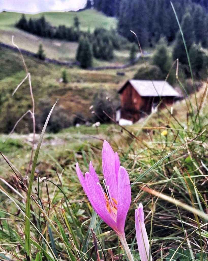 fiori velenosi-colchito-d-autunno