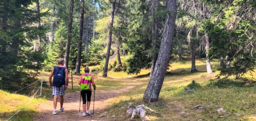 cosa guardare nel bosco