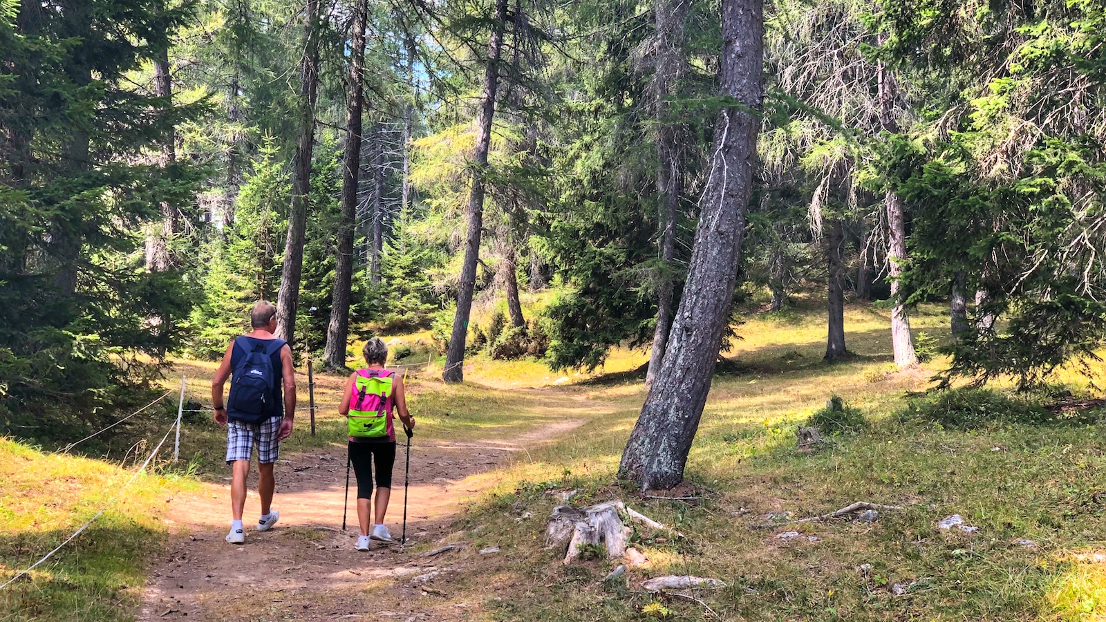 cosa guardare nel bosco