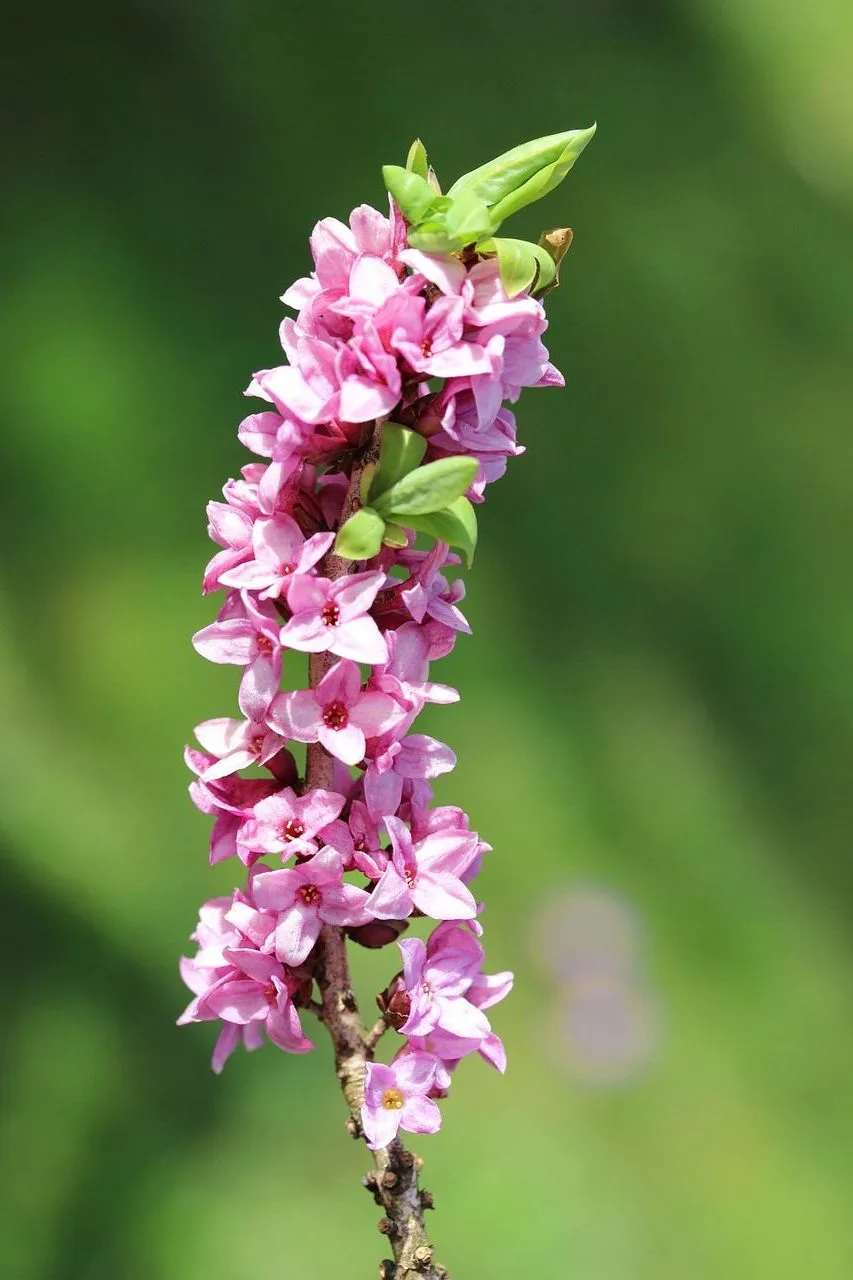 6 Fiori Velenosi Che Dovresti Conoscere Se Vai In Montagna