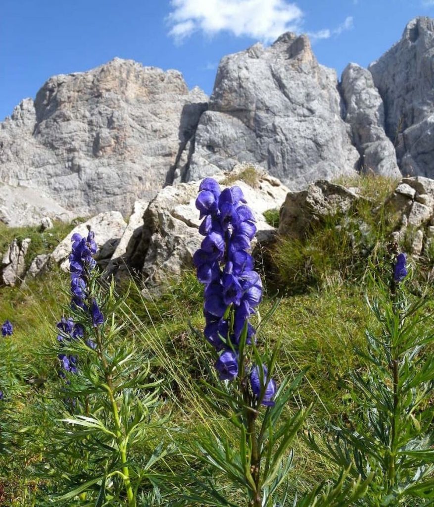 fiori-velenosi-aconito-napello