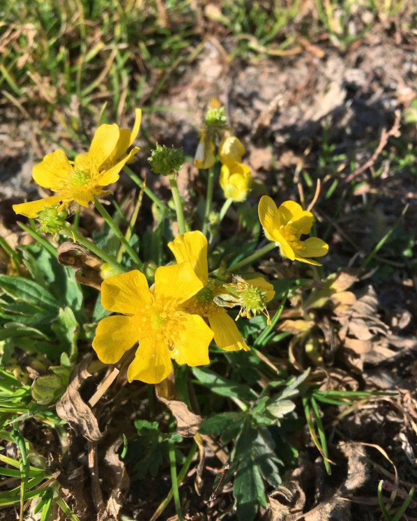 Fiori Gialli Spontanei Primaverili