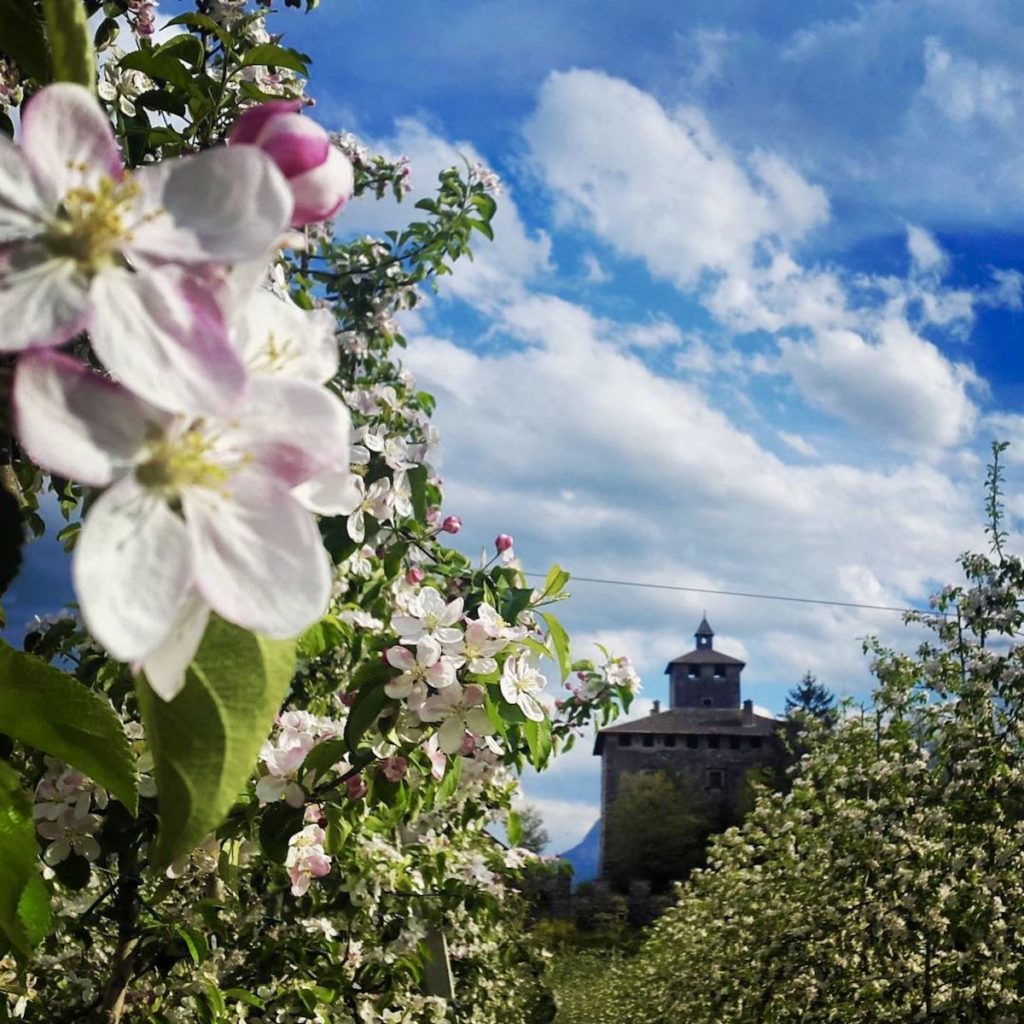 fioritura dei meli- primavera in val di non