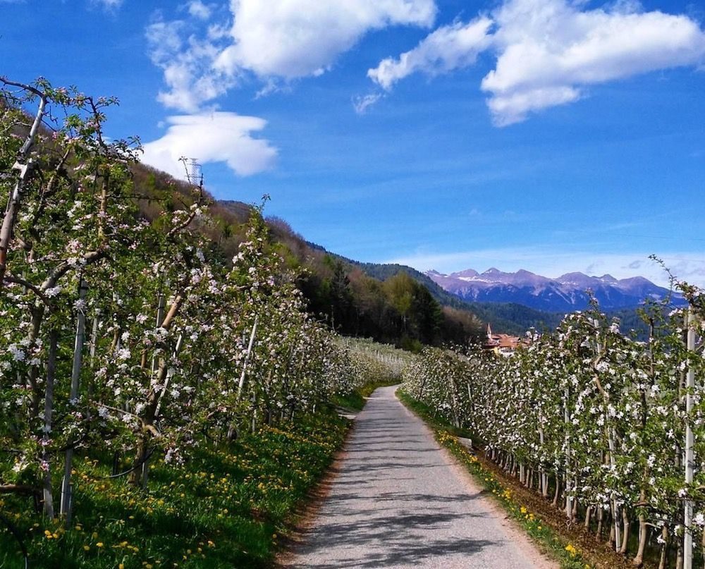 meli in fiore-primavera in val di non