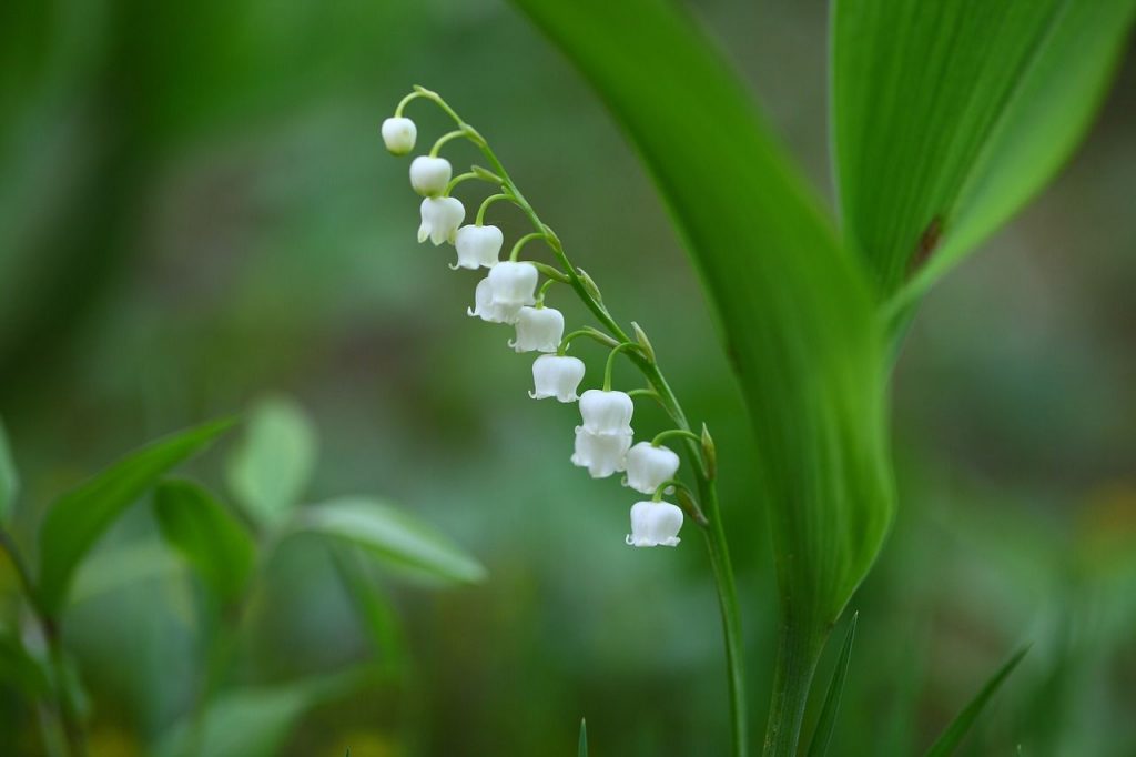 fiori velenosi-mughetto