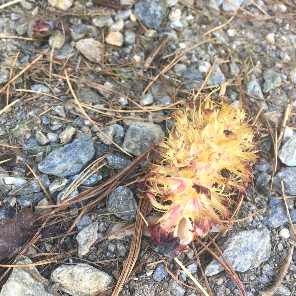 cosa guardare nel bosco-pigna-scoitattolo-