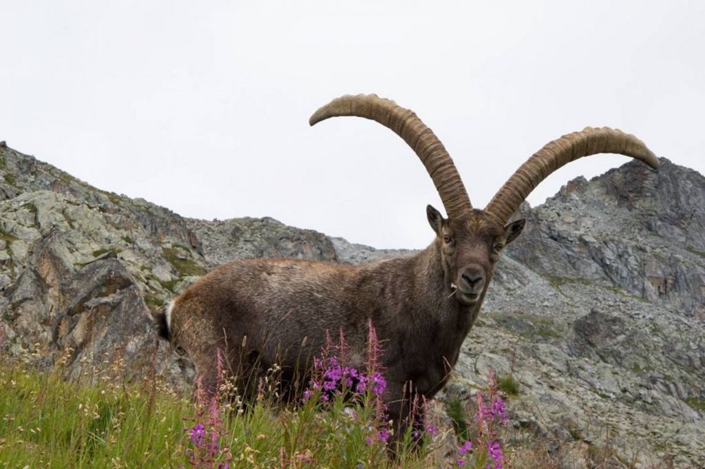 stambecco-differenza stambecco e camoscio