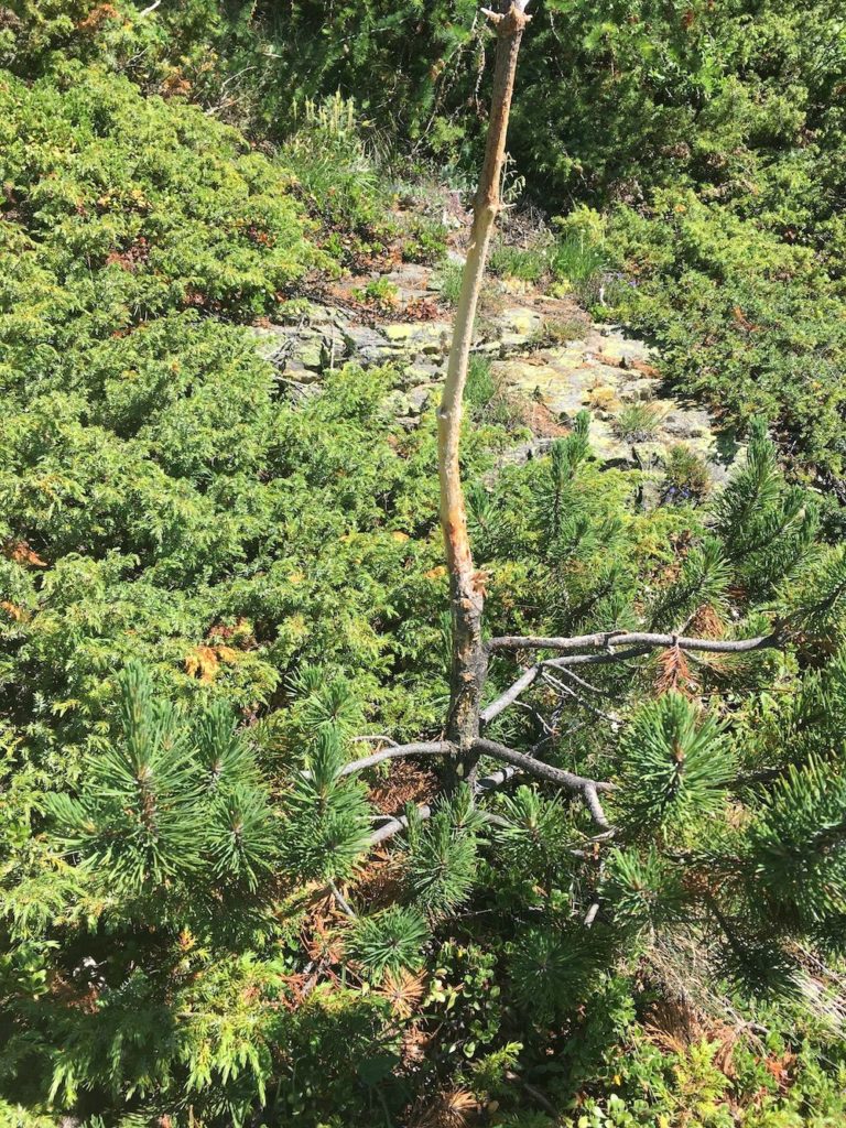 camminare nel bosco-cosa guardare-albero scortecciato