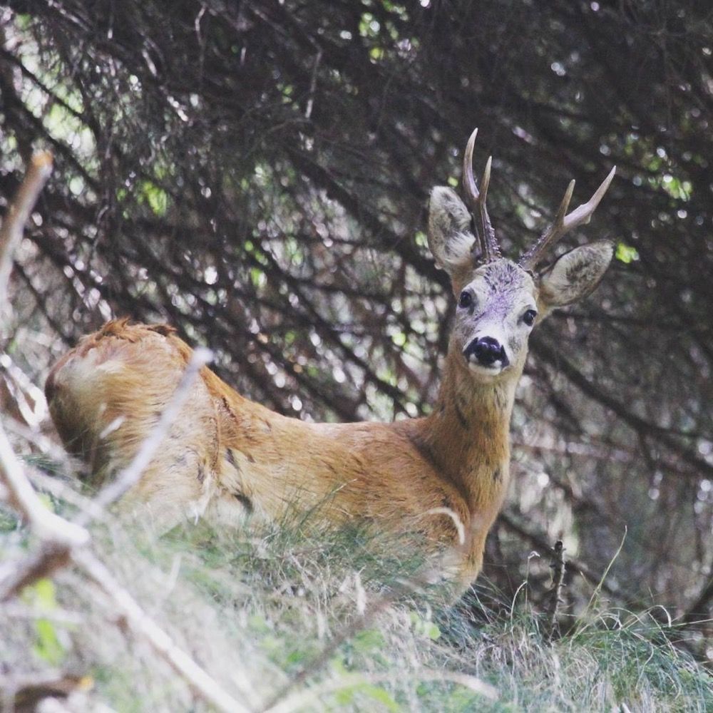 i palchi del capriolo