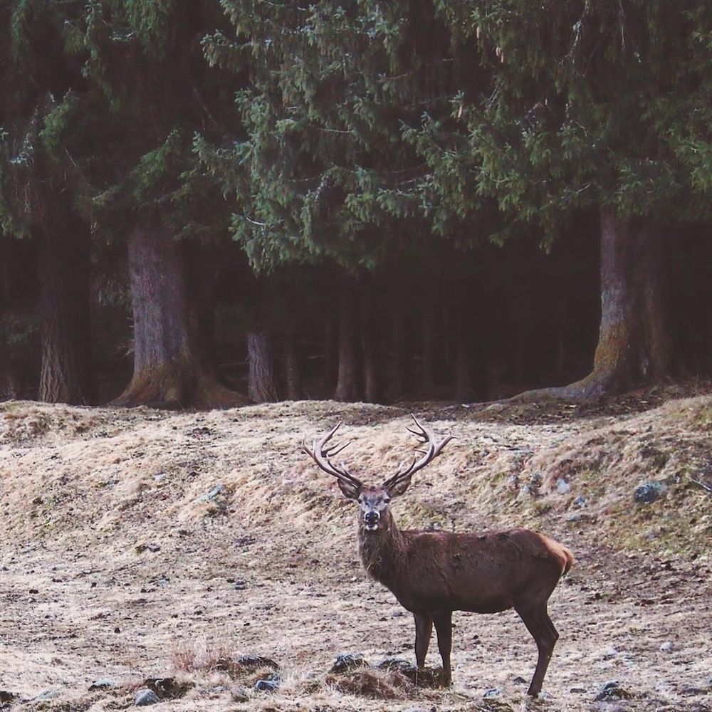 differenze tra cervo e capriolo