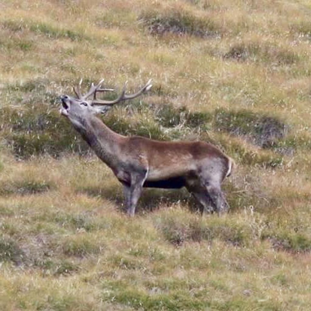 bramito del cervo