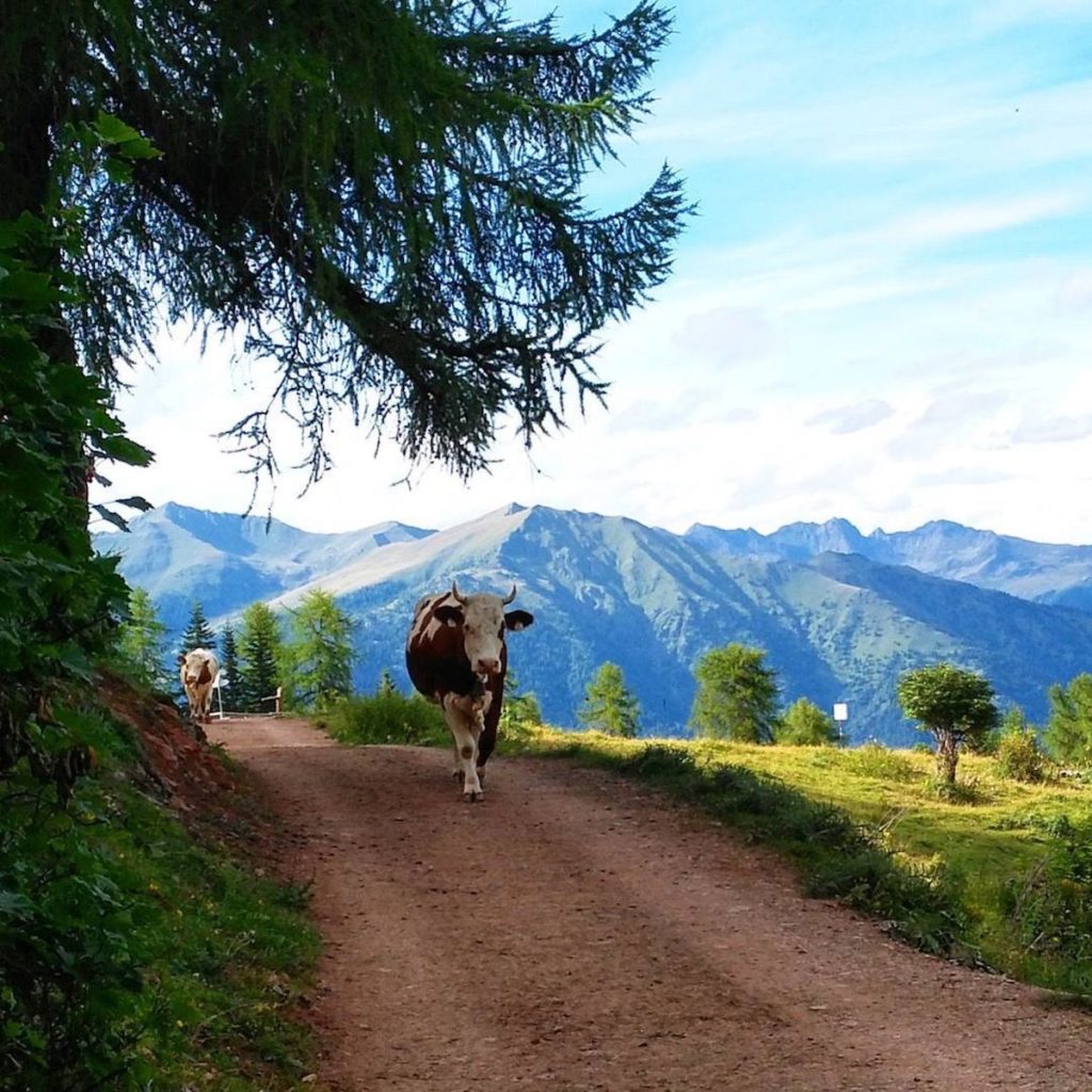 malga-clesera-giro del monte peller