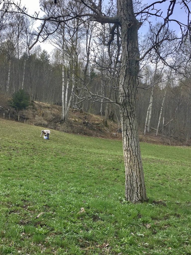 raccolta tarassaco-erbe selvatiche commestibili