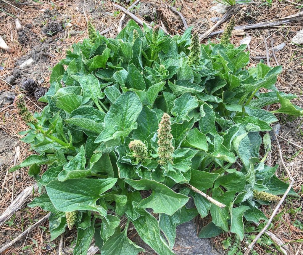 spinaci-selvatici--buon enrico-erbe spontanee commestibili