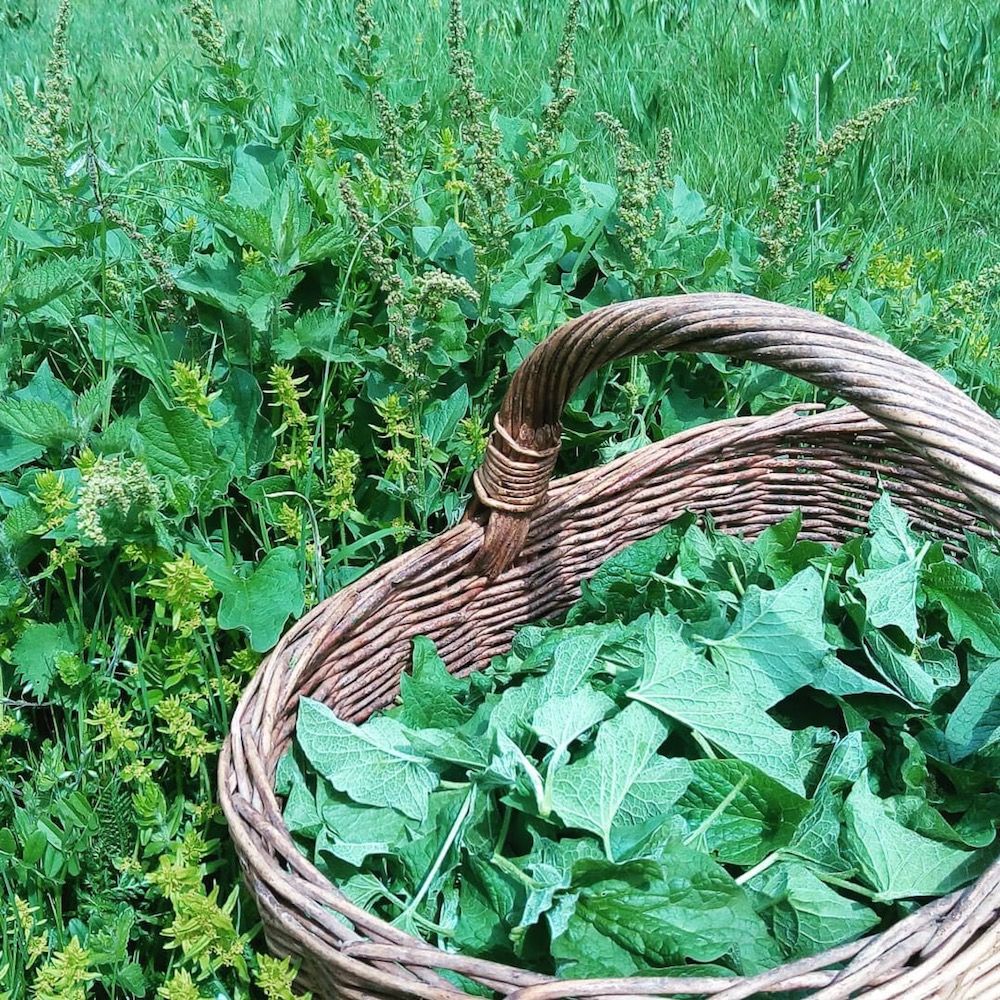 erbe commestibili-spinaci selvatici