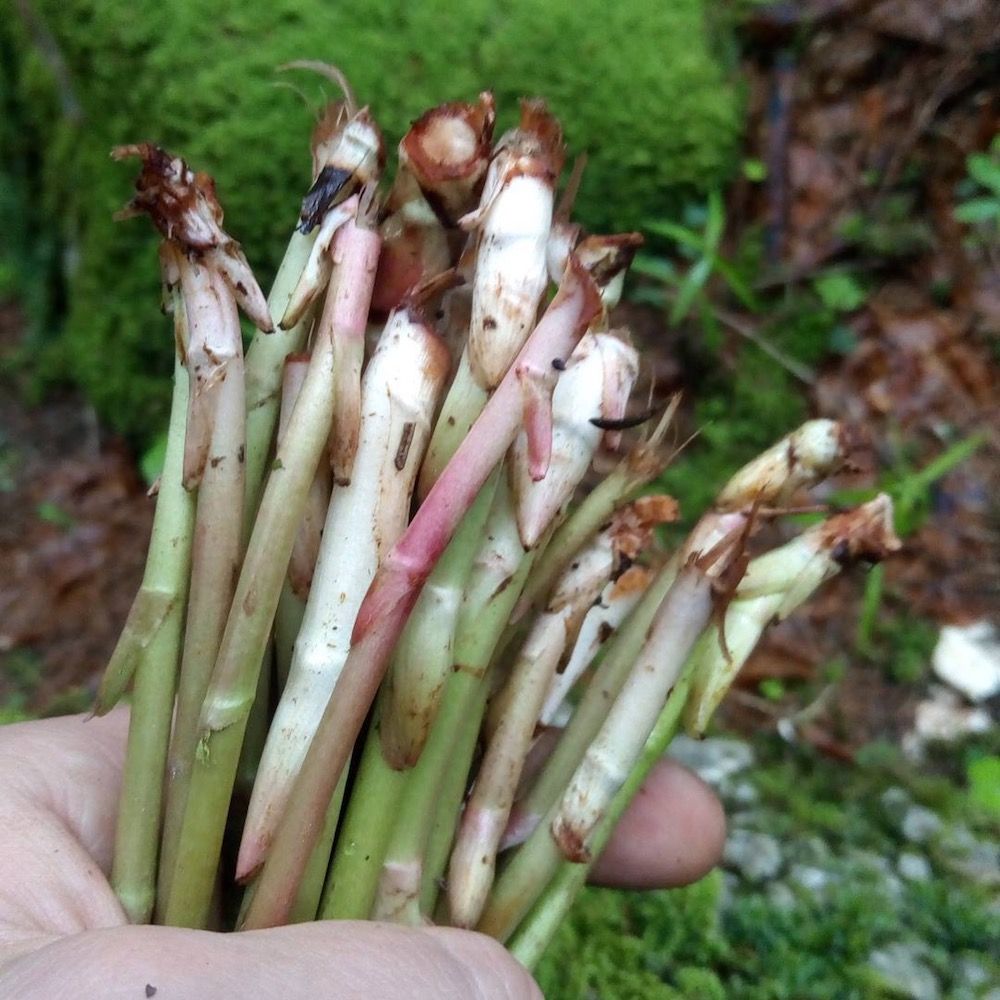 erbe selvatiche commestibili-asparagi di montagna