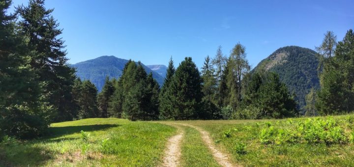 piante selvatiche commestibili